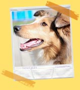 About Huntingdon Hounds Doggy Day Care Intro