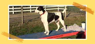 Huntingdon Hounds Agility