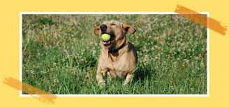 Huntingdon Hounds Doggy Day Care