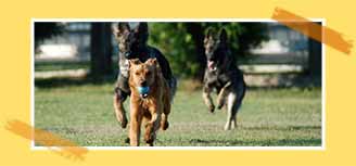 Huntingdon Hounds Dog Training