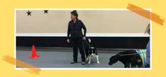 Huntingdon Hounds Doggy Day Care Facility