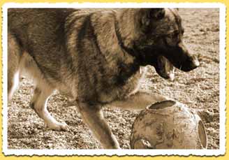 Huntingdon Hounds Gallery
