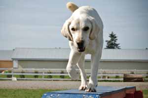 Huntingdon Hounds Doggy Day Care Agility