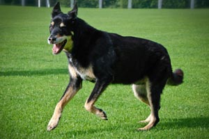 Huntingdon Hounds Doggy Day Care Contact Us