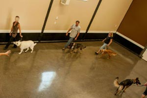 Huntingdon Hounds Doggy Day Care Dog Training