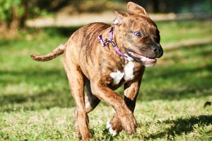 Huntingdon Hounds Doggy Day Care Pricing