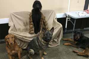 Huntingdon Hounds Doggy Day Care Services