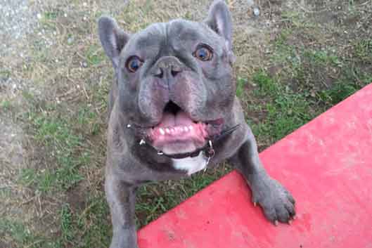 Huntingdon Hounds Doggy Day Care Banner1