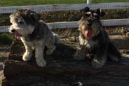 Huntingdon Hounds Doggy Day Care Banner2