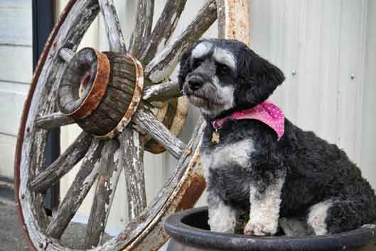 Huntingdon Hounds Doggy Day Care Banner4